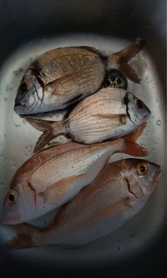 Fresh Catch